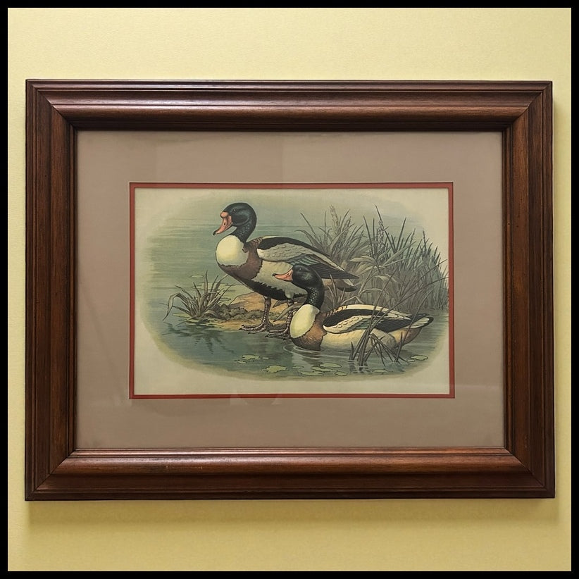 Vintage 1970’s "Ruddy Duck" Framed Lithograph Print by Reid Kolman (American) (Academy Arts)