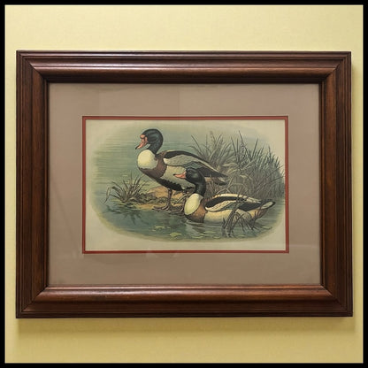 Vintage 1970’s "Ruddy Duck" Framed Lithograph Print by Reid Kolman (American) (Academy Arts)