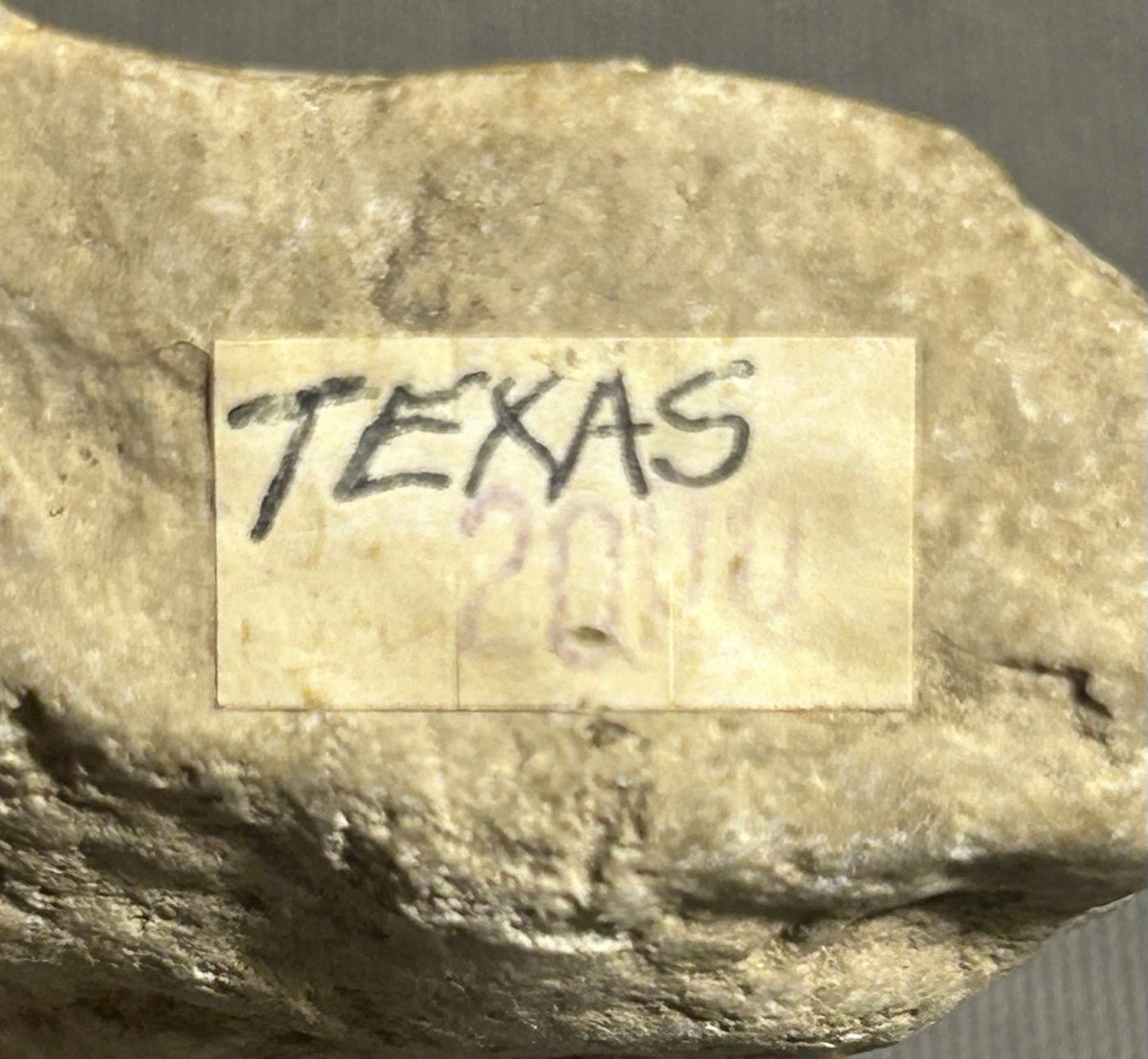 Cretaceous Period Ammonite Fossil Fragment Discovered in Texas