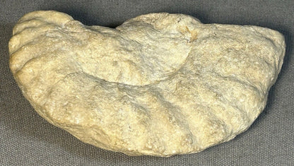 Cretaceous Period Ammonite Fossil Fragment Discovered in Texas