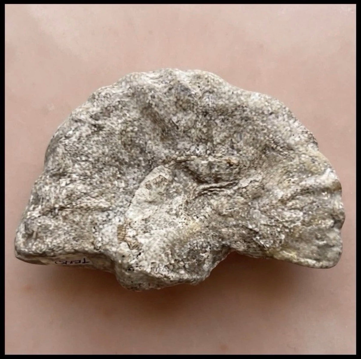 Cretaceous Period Ammonite Fossil Fragment Discovered in Texas