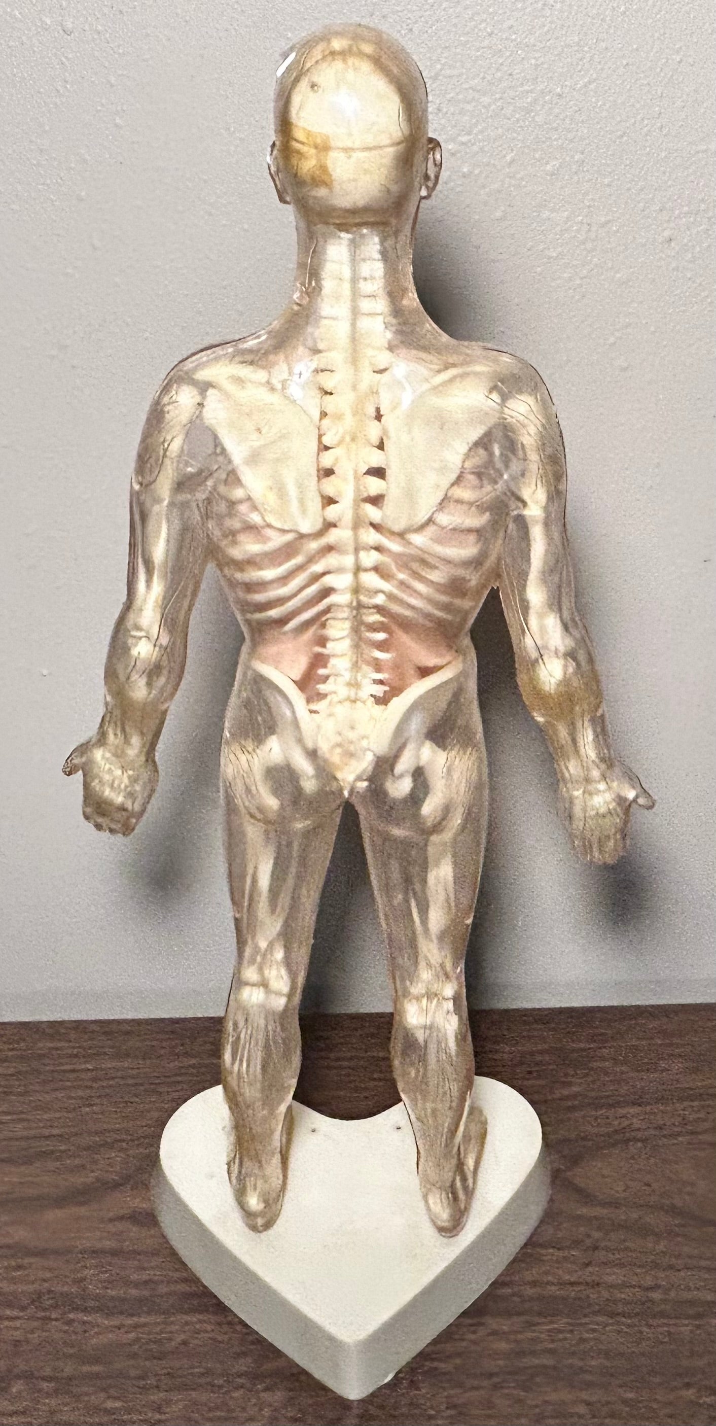Vintage Circa 1959 American The Visible Man Plastic Scientific Anatomical Model