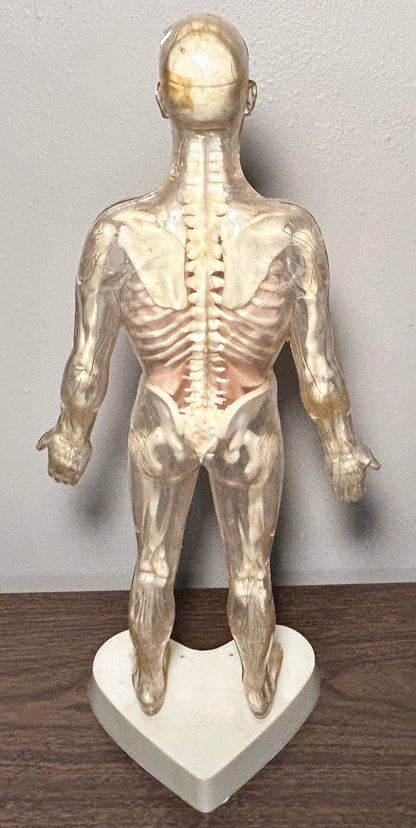 Vintage Circa 1959 American The Visible Man Plastic Scientific Anatomical Model