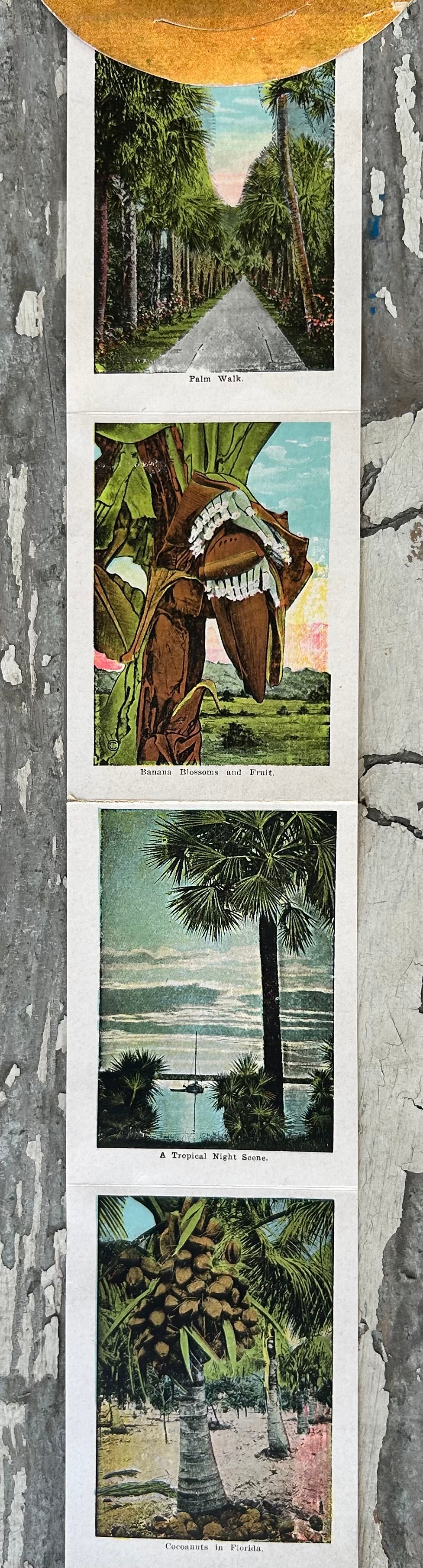 Early 20th Century Century American Black Americana E.C Kropp Co. Beautiful Florida Foldout Postcard