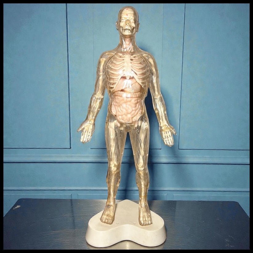 Vintage Circa 1959 American The Visible Man Plastic Scientific Anatomical Model