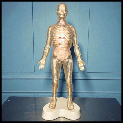 Vintage Circa 1959 American The Visible Man Plastic Scientific Anatomical Model