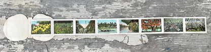 Early 20th Century Century American Black Americana E.C Kropp Co. Beautiful Florida Foldout Postcard