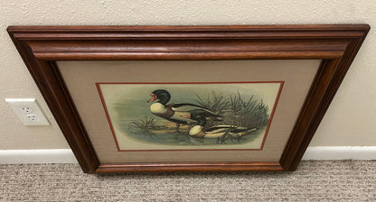 Vintage 1970’s "Ruddy Duck" Framed Lithograph Print by Reid Kolman (American) (Academy Arts)