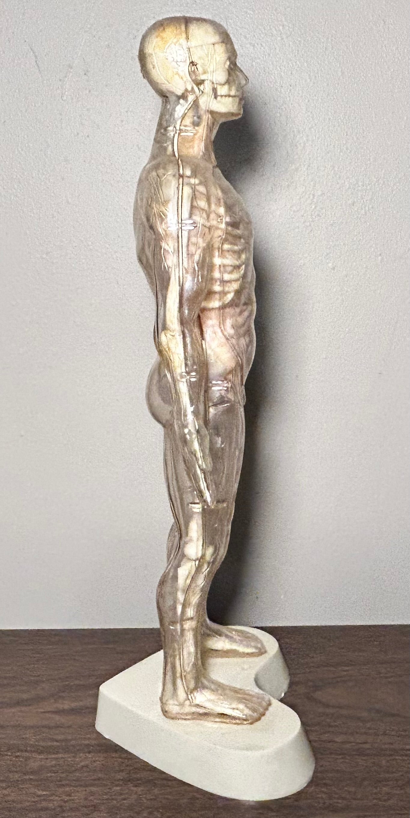 Vintage Circa 1959 American The Visible Man Plastic Scientific Anatomical Model