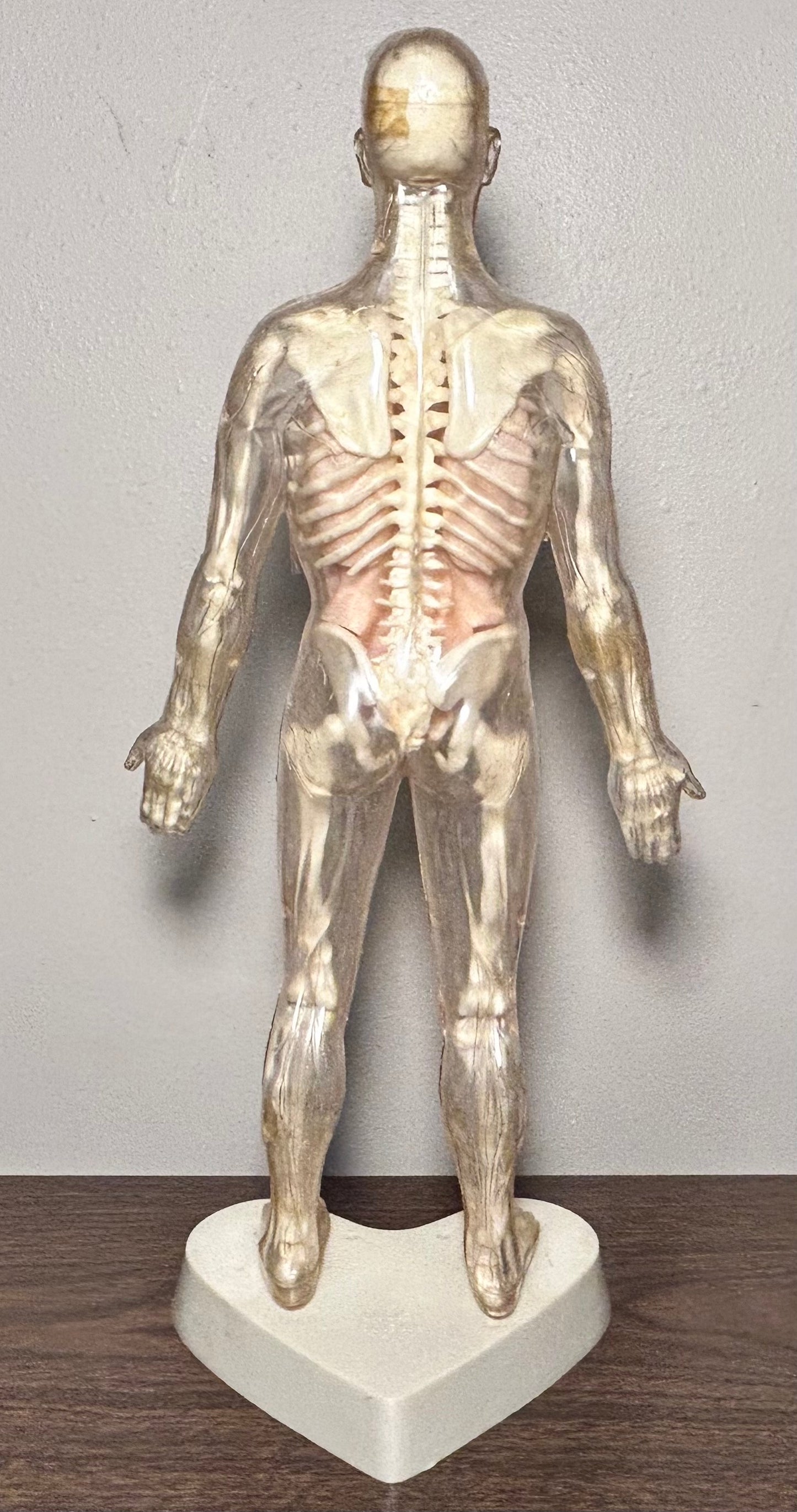 Vintage Circa 1959 American The Visible Man Plastic Scientific Anatomical Model