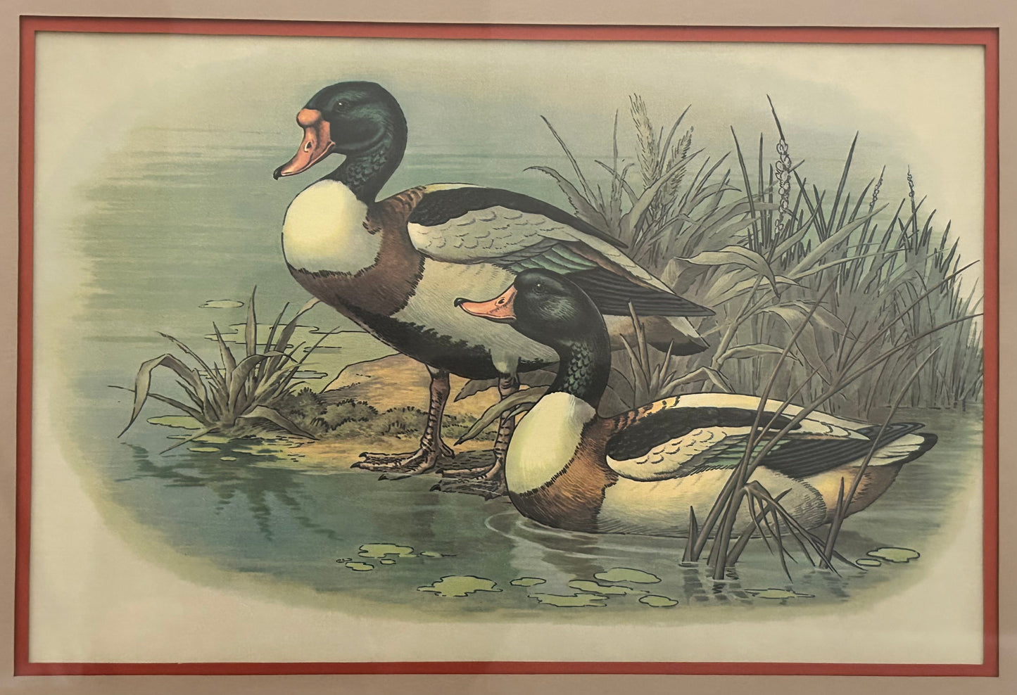 Vintage 1970’s "Ruddy Duck" Framed Lithograph Print by Reid Kolman (American) (Academy Arts)