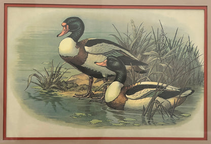 Vintage 1970’s "Ruddy Duck" Framed Lithograph Print by Reid Kolman (American) (Academy Arts)