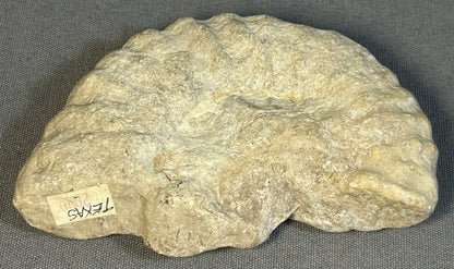 Cretaceous Period Ammonite Fossil Fragment Discovered in Texas
