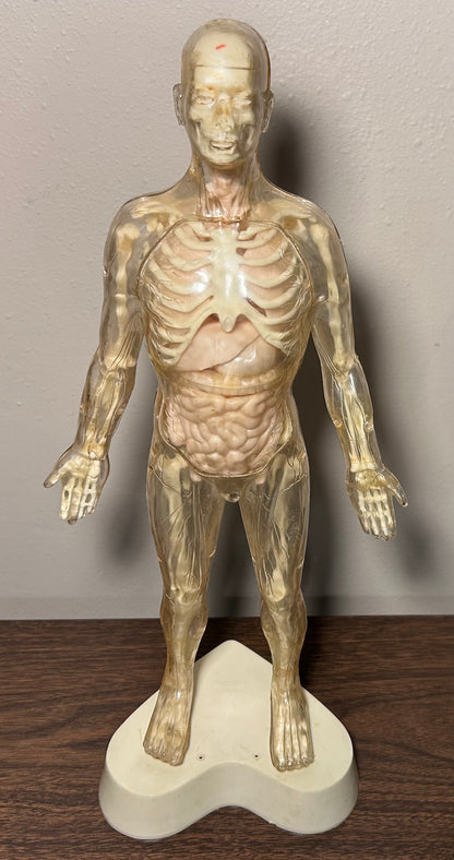 Vintage Circa 1959 American The Visible Man Plastic Scientific Anatomical Model