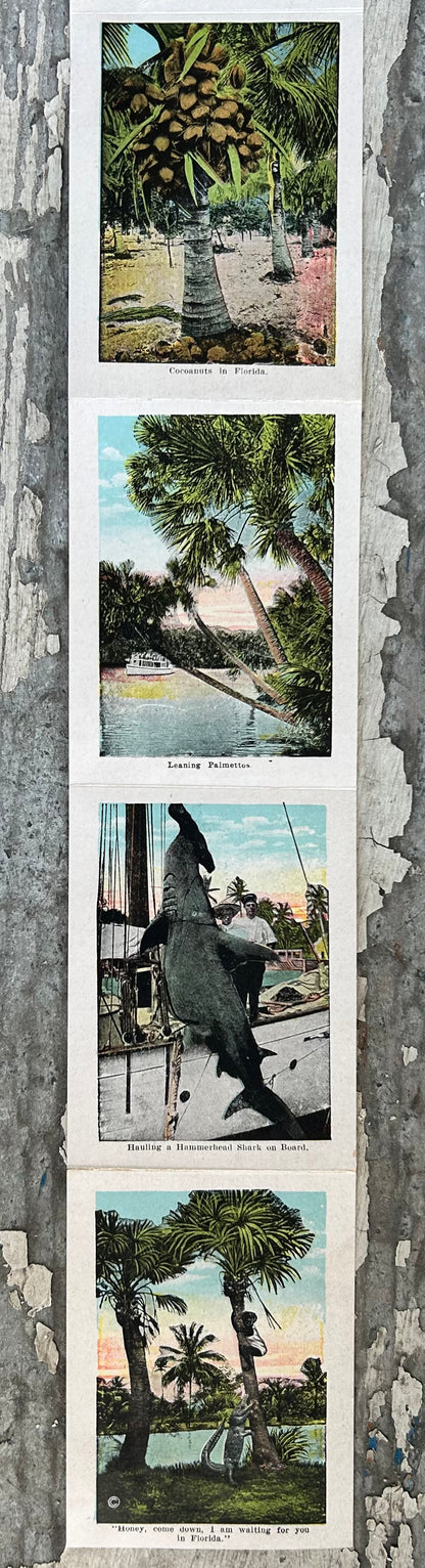 Early 20th Century Century American Black Americana E.C Kropp Co. Beautiful Florida Foldout Postcard