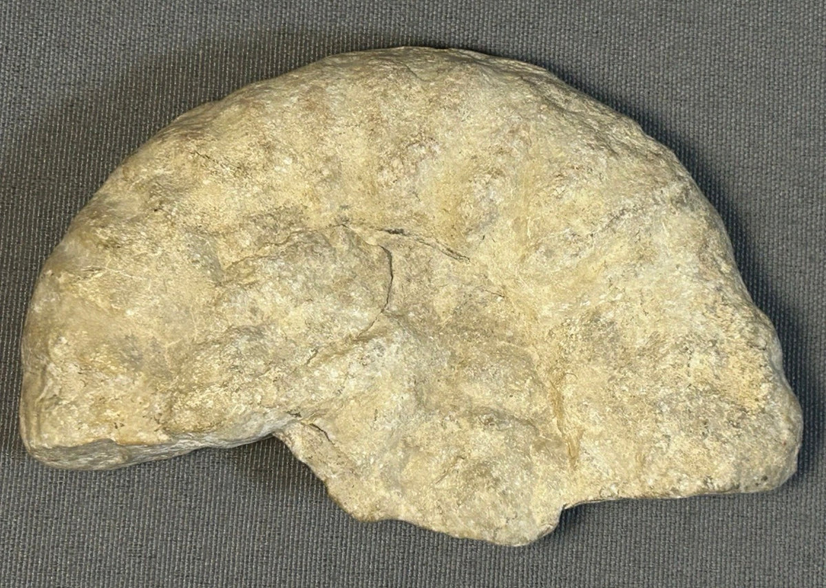 Cretaceous Period Ammonite Fossil Fragment Discovered in Texas